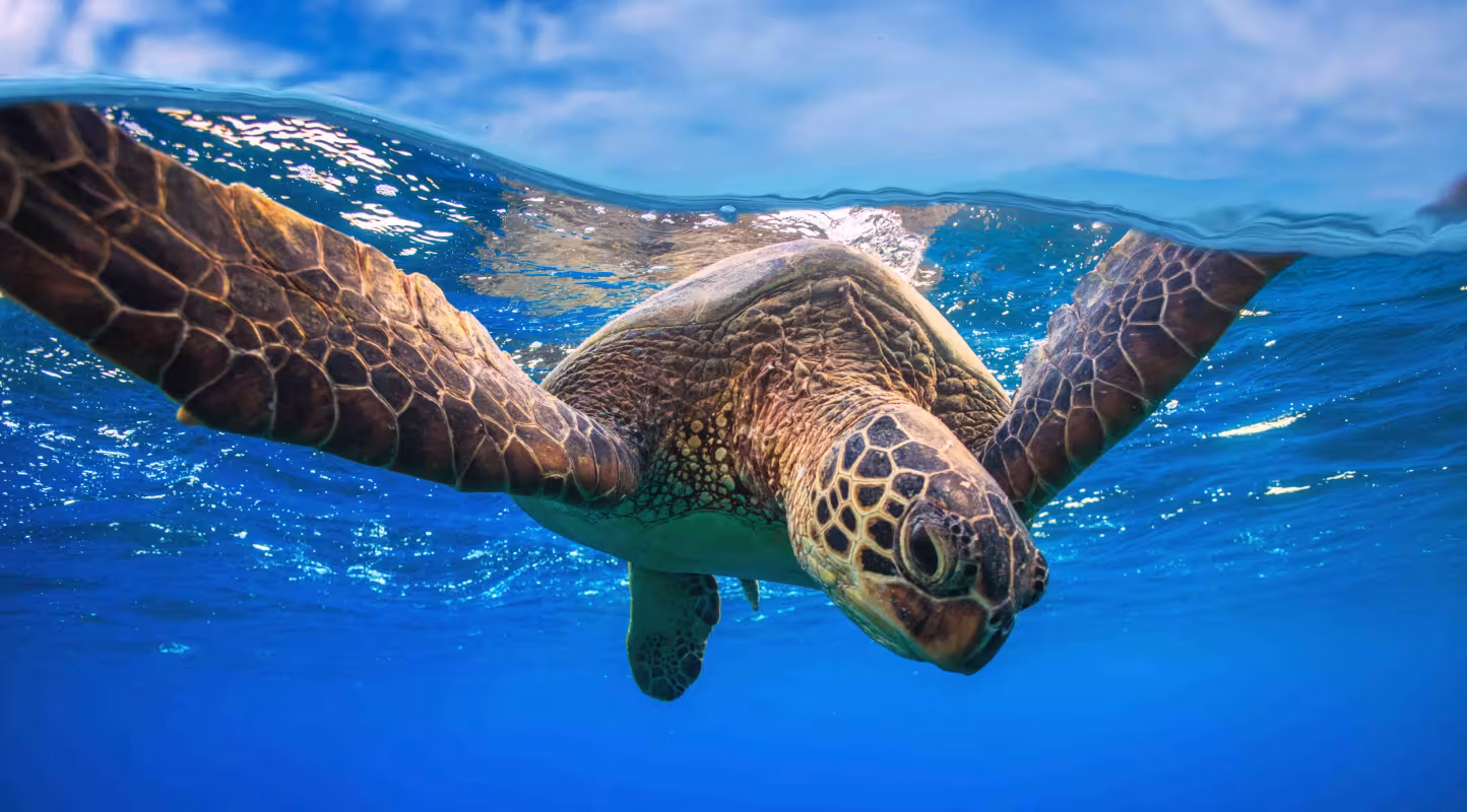 Portrait rapproché d’une tortue verte (Chelonia mydas) nageant près de la surface de l’eau. Photographie animalière sous-marine.