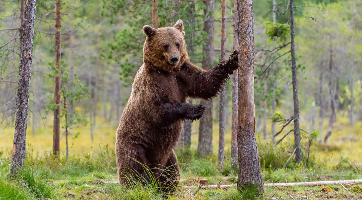 Ours brun (Ursus arctos) debout près d’un pin.