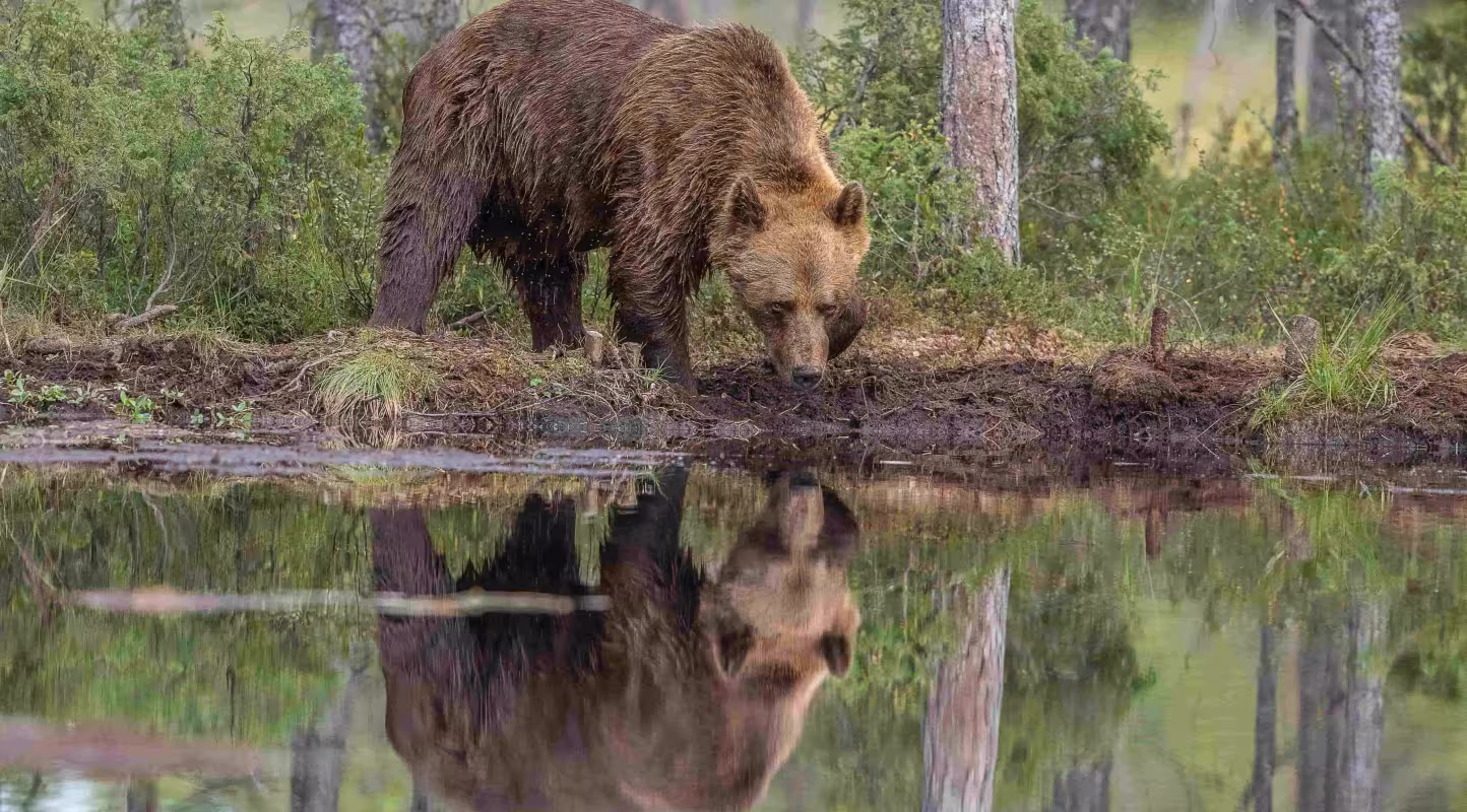 Ours brun (Ursus arctos), mâle.