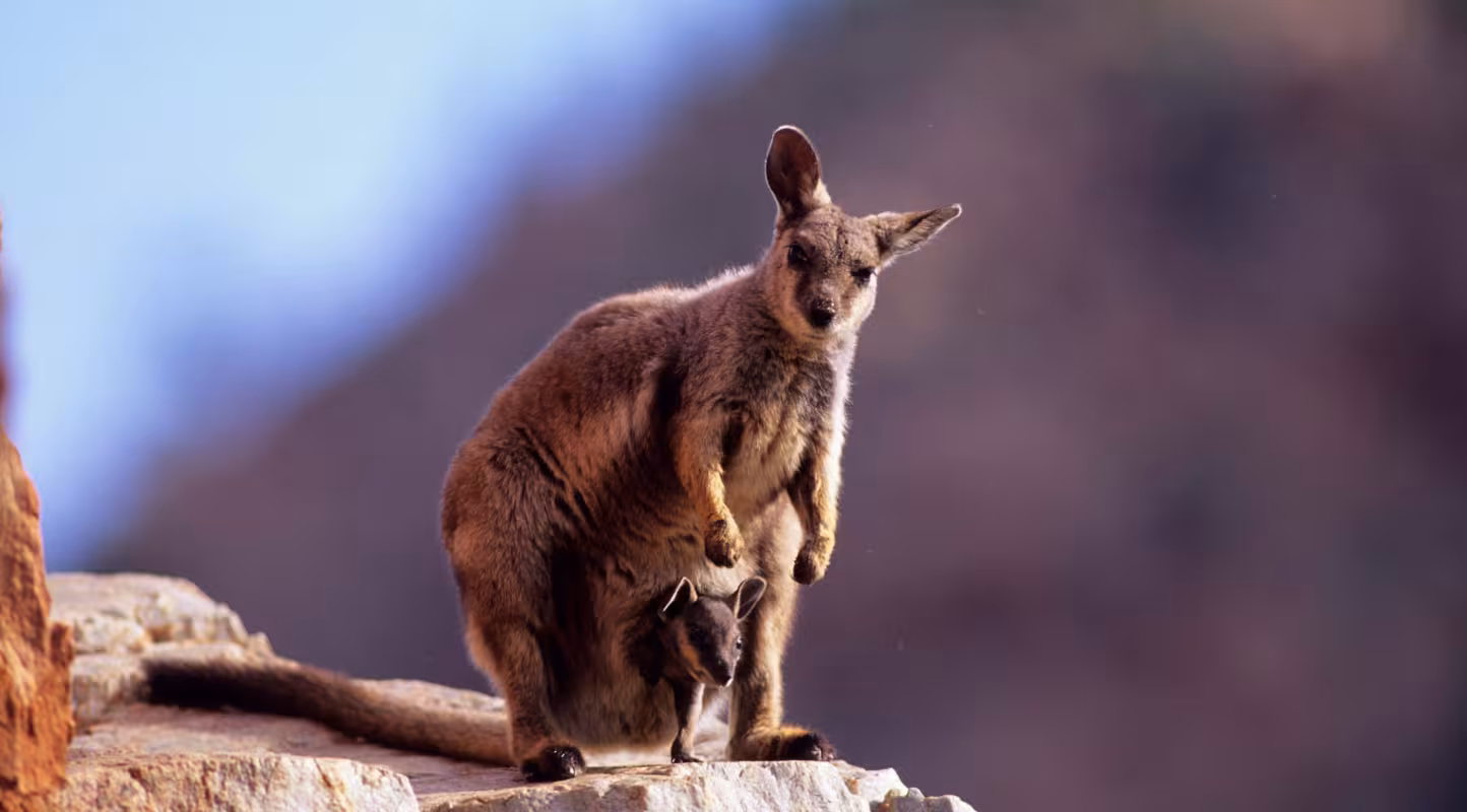 Une femelle wallaby des rochers à pieds noirs (Petrogale lateralis) avec son petit dans la poche, observée dans le Territoire du Nord, Australie.