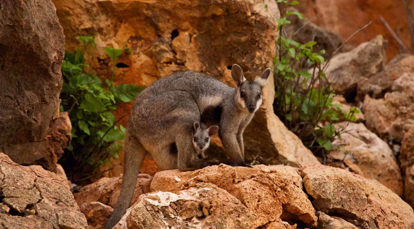 Wallaby des rochers à pieds noirs (Petrogale lateralis) avec son petit dans la poche, parc national de Cape Range, Exmouth, Australie-Occidentale.