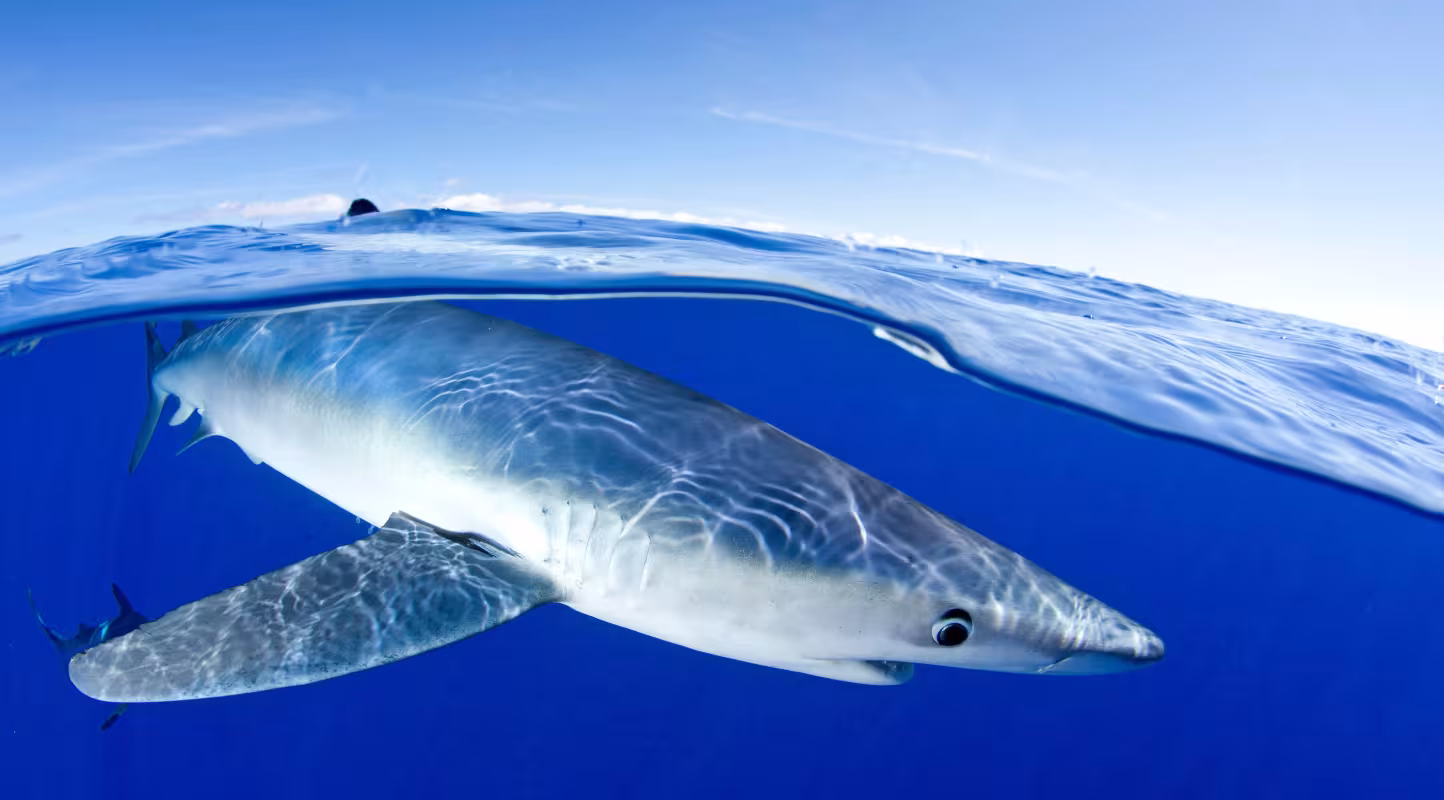 Image en deux parties d’un requin bleu (Prionace glauca) près de la surface, île de Pico, Açores, Portugal, océan Atlantique, juillet 2012.
