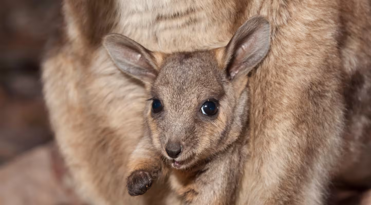 Petit wallaby des rochers à pieds noirs (Petrogale lateralis) dans la poche de sa mère, Heavitree Gap, Alice Springs, Territoire du Nord, Australie.