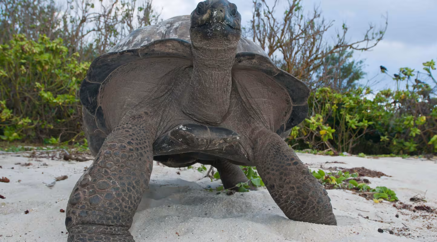 Une tortue géante des Seychelles (Aldabrachelys gigantea) se nourrit de végétation côtière.