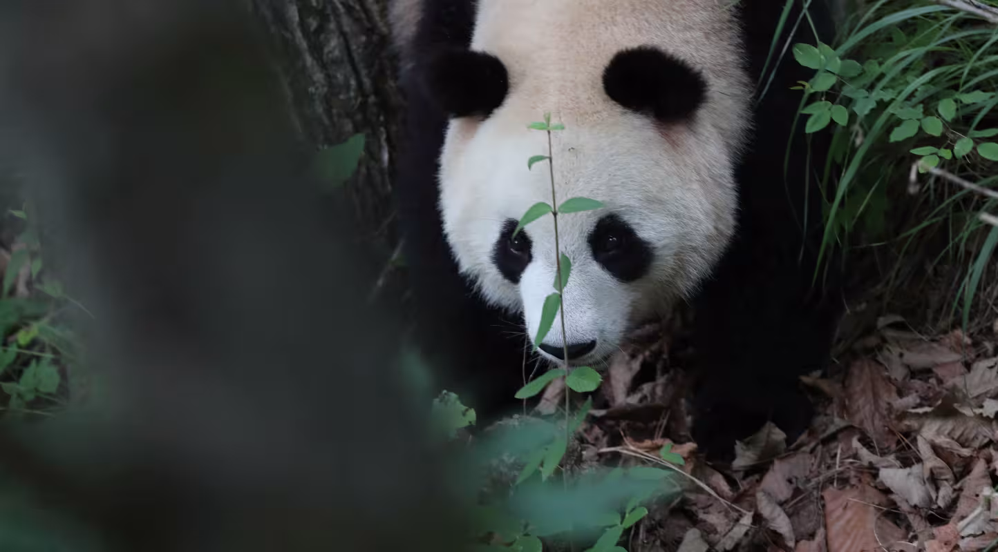 Panda géant sauvage (Ailuropoda melanoleuca)