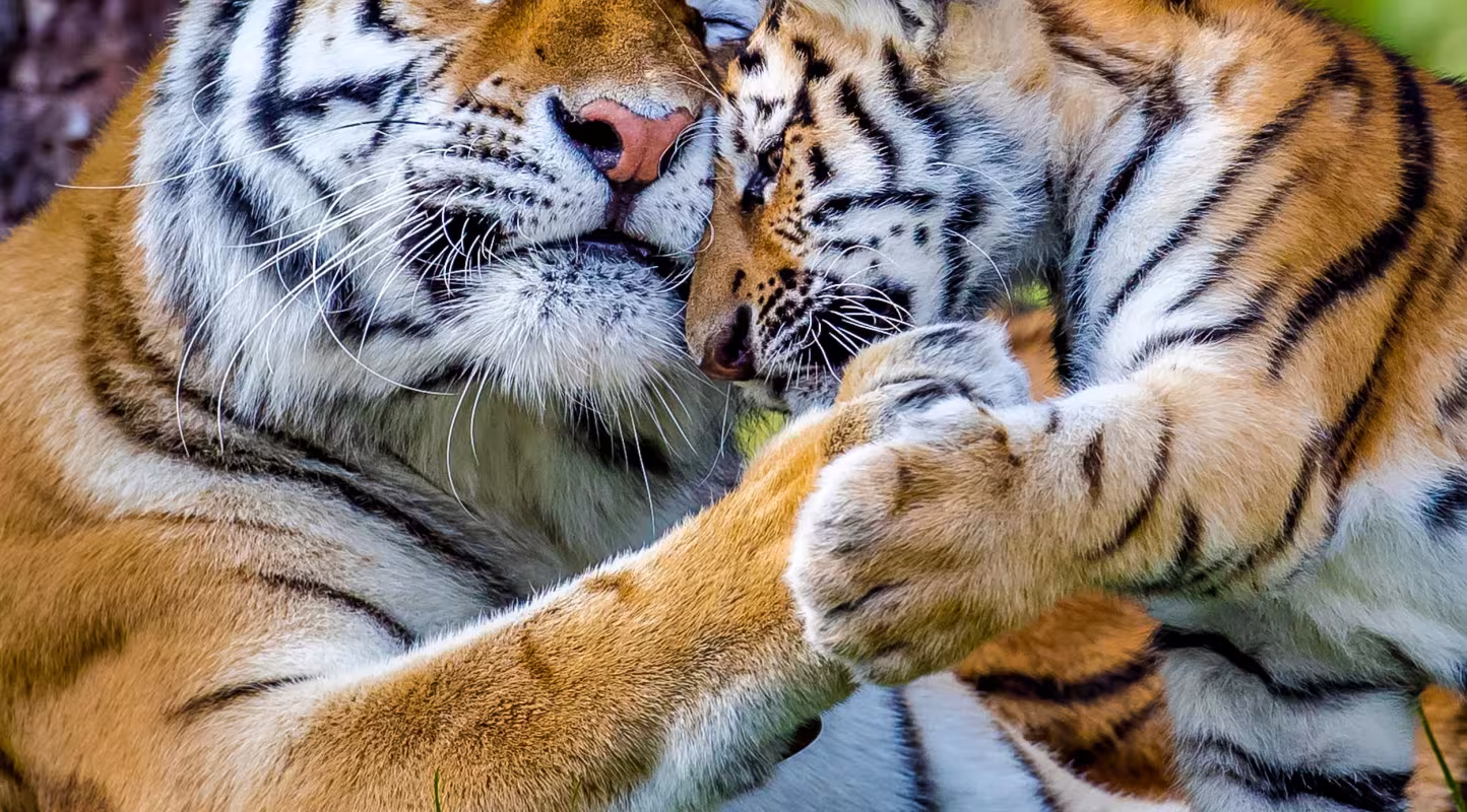 Tigre de l'Amour ou de Sibérie (Panthera tigris altaica) : femelle et petit âgé de trois mois, en captivité.