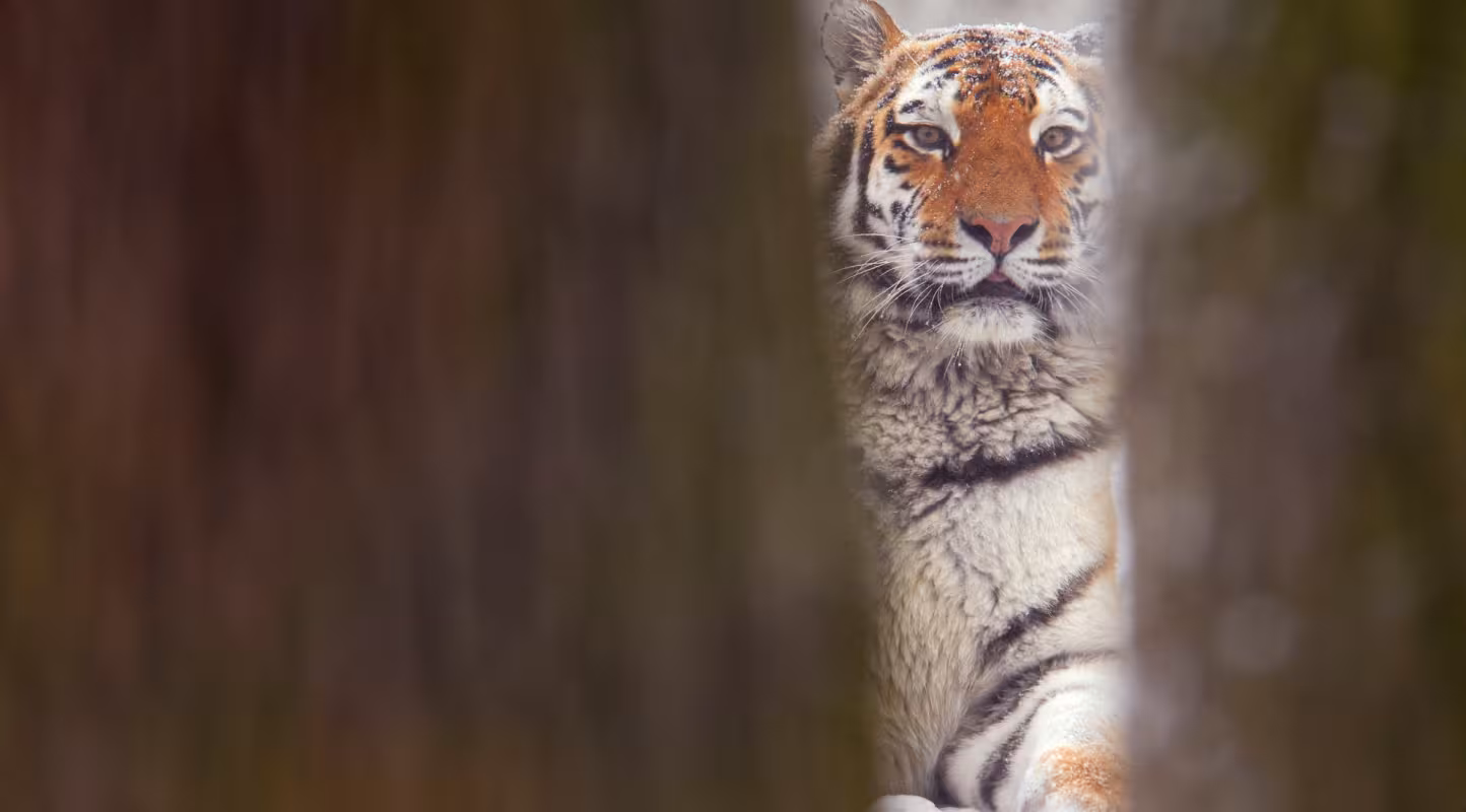 Cinq tigres, un signal fort