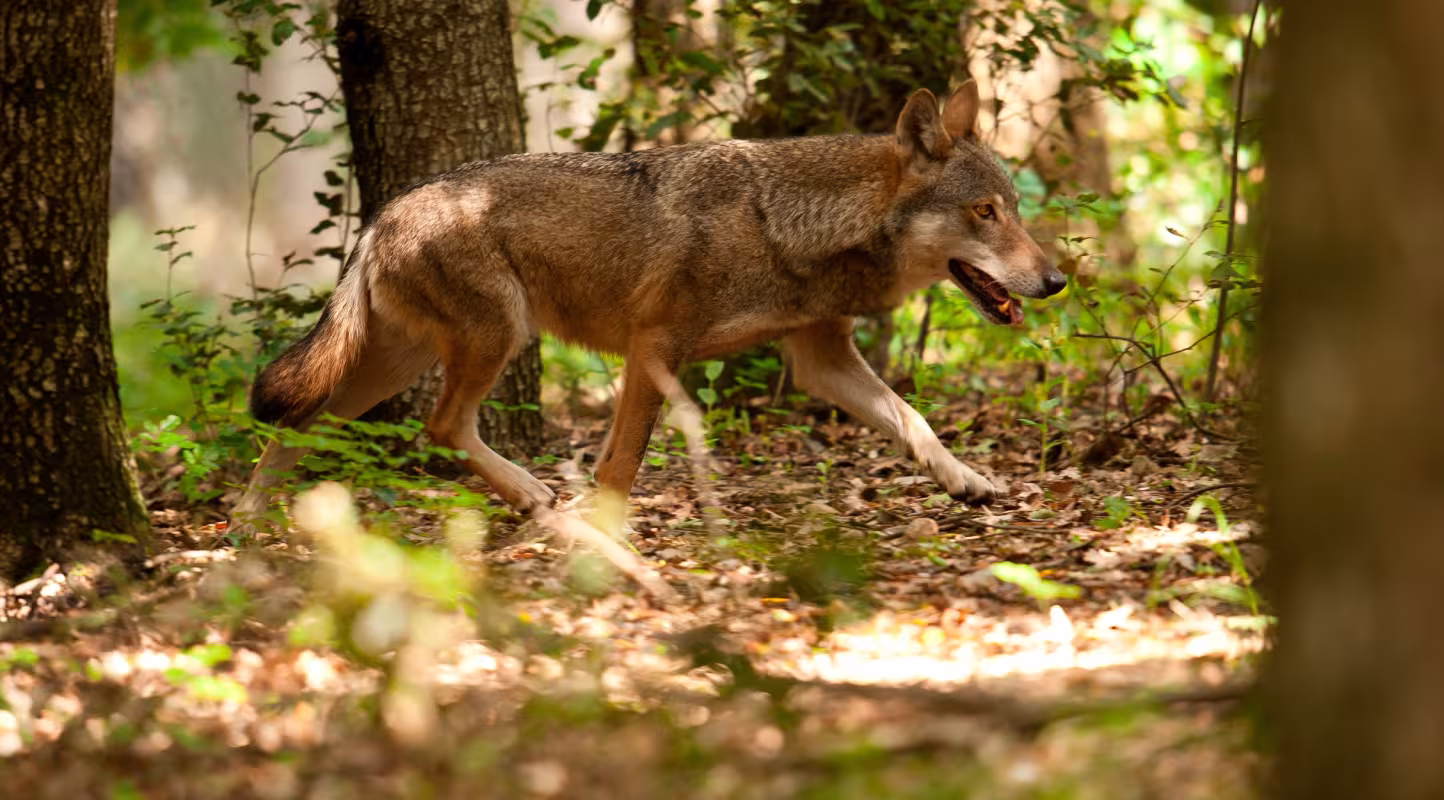 Le loup fait son come-back en Belgique