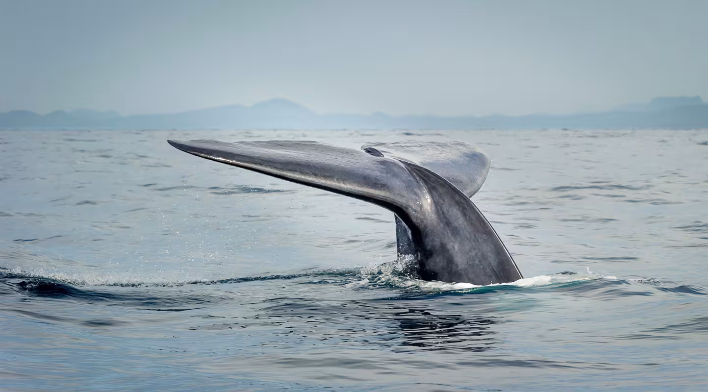 Les baleines bleues de retour en Antarctique