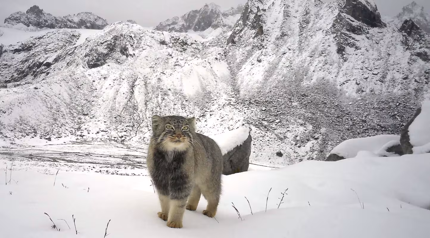Le chat de Pallas sort de l’ombre