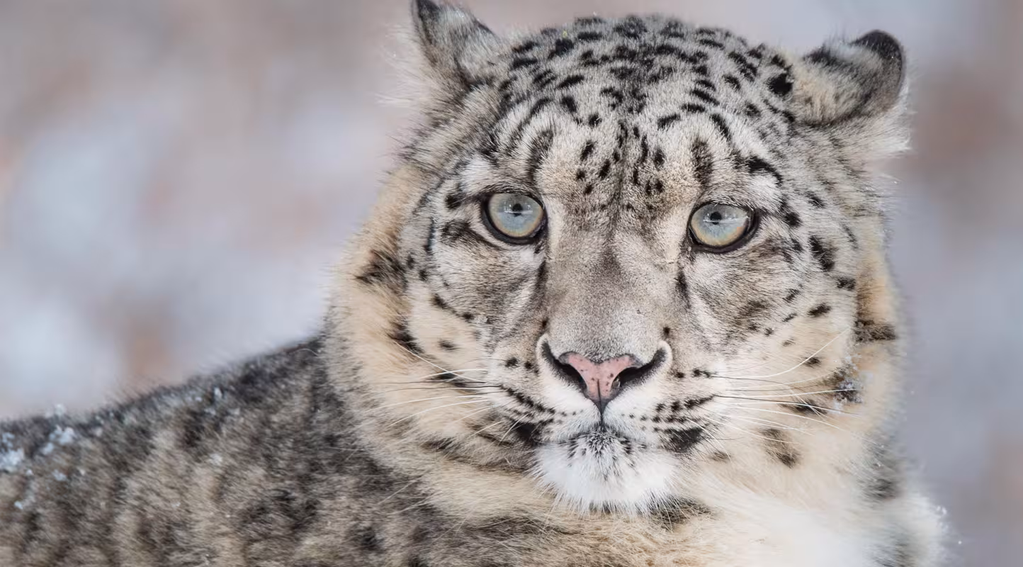 Nouveau souffle pour le léopard des neiges