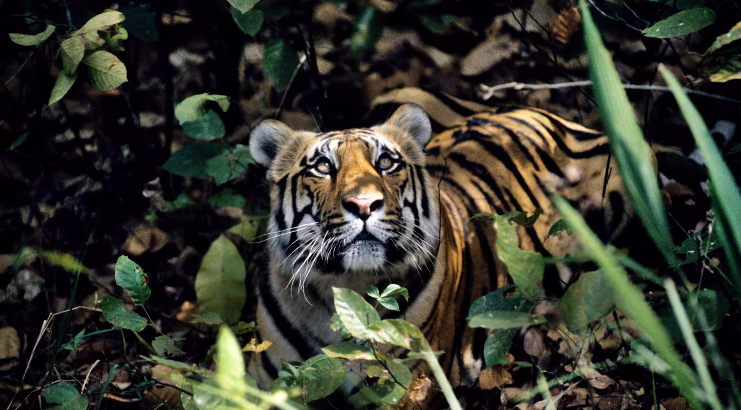 Quand le tigre rebondit
