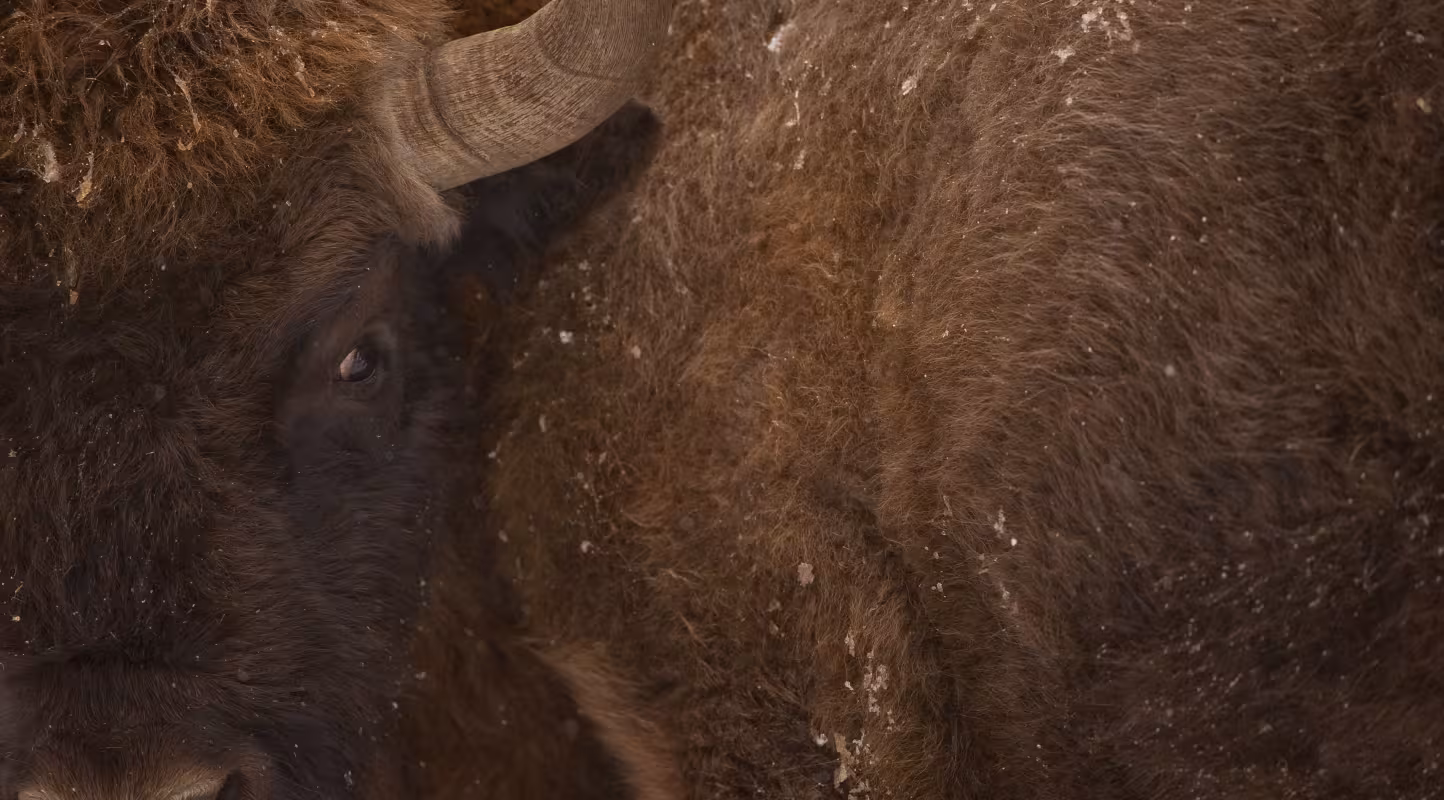 Le bison redonne vie aux Carpates