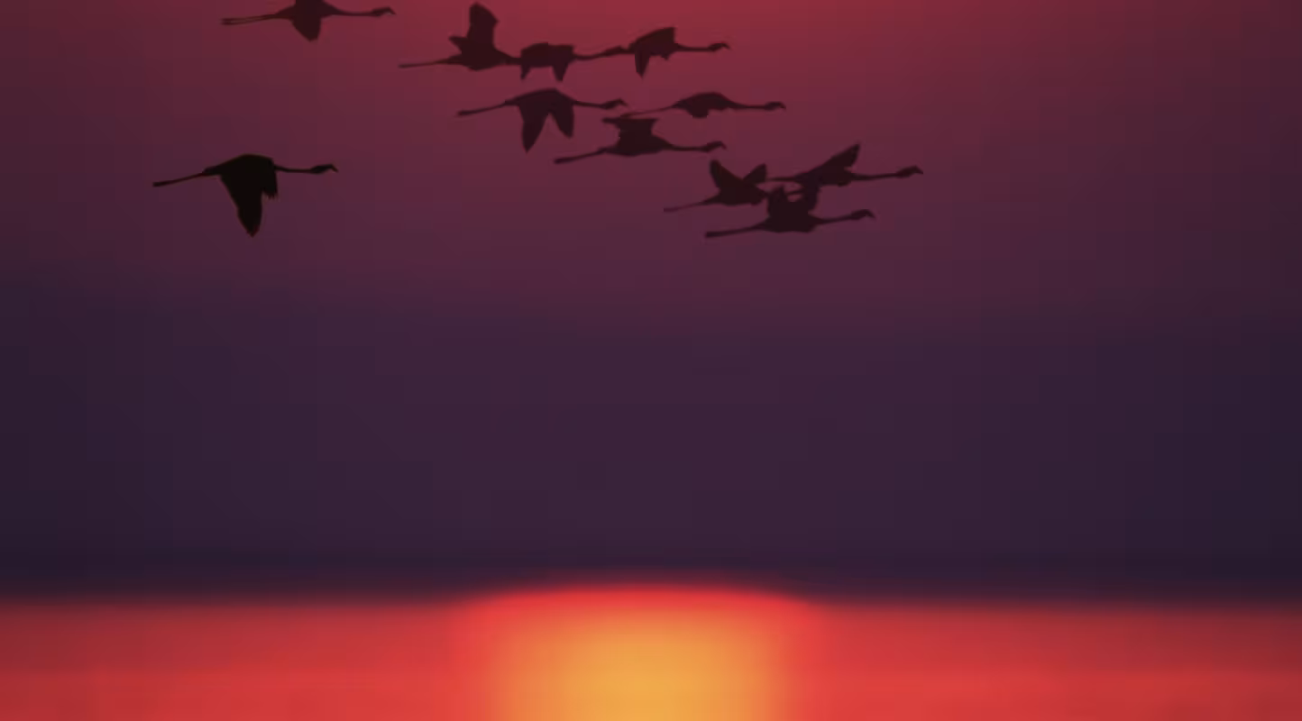 Le flamant rose reprend des couleurs 