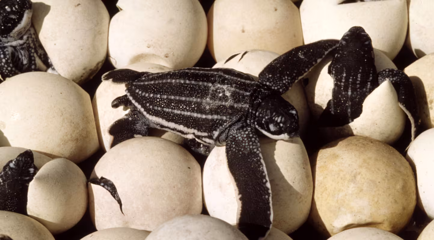 Indonésie : le retour des tortues luth 