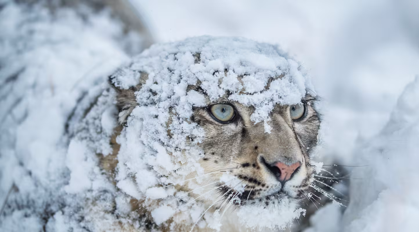 Un grand bond en avant pour le léopard des neiges