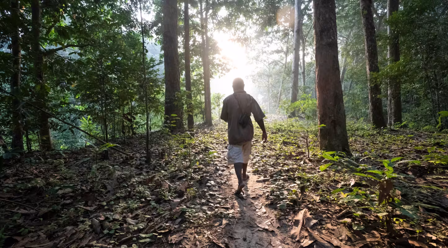 L’Afrique redonne vie à ses forêts