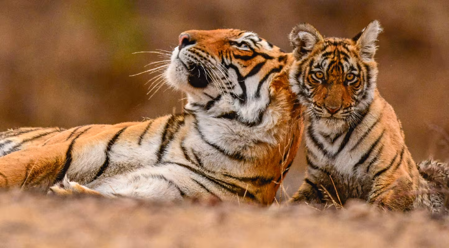Un havre de paix pour les tigres rescapés