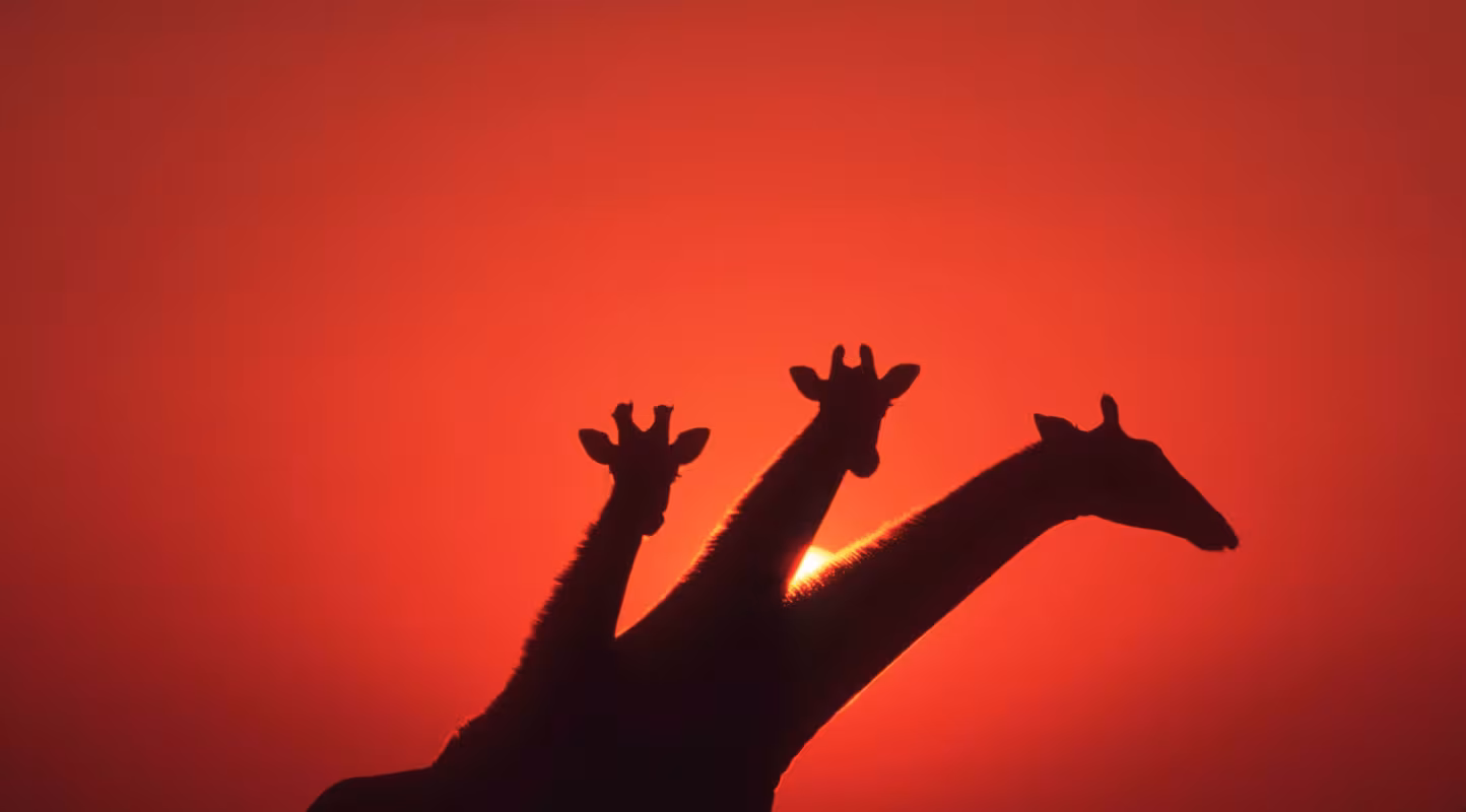 Une ère nouvelle pour les girafes  
