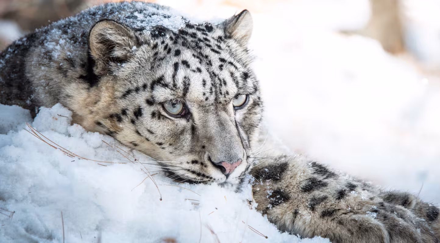 Décompte prometteur pour le léopard des neiges 