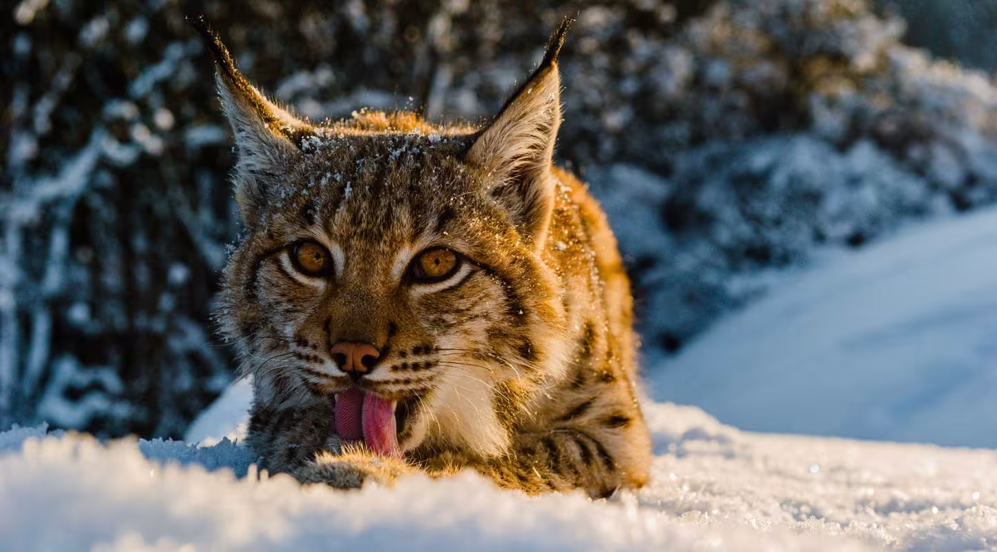 Le Lynx à la reconquête du jura