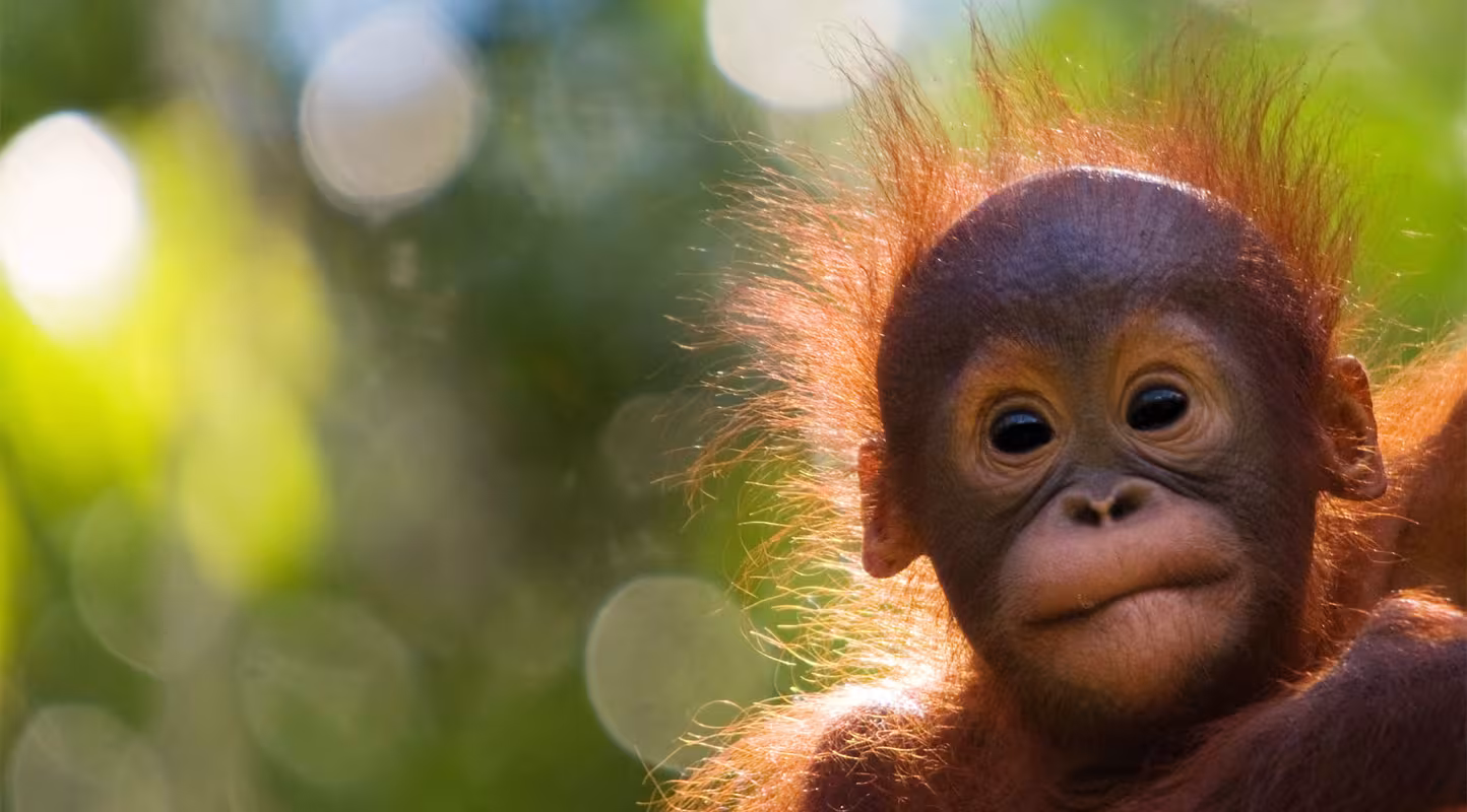Pause-café pour les orangs-outans