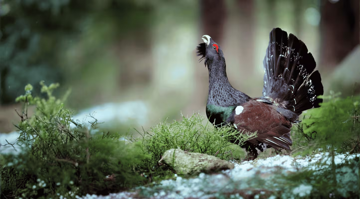 Grand Tétras (Tetrao urogallus)