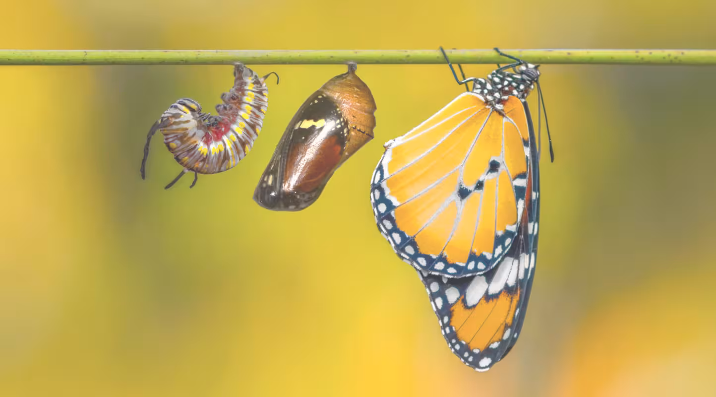 Transformation bas carbone des ETI et PME - Caterpillar
