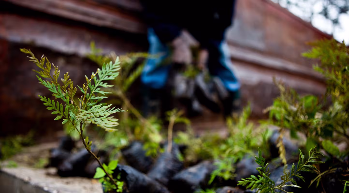 Jeunes pousses de Grevillea robusta