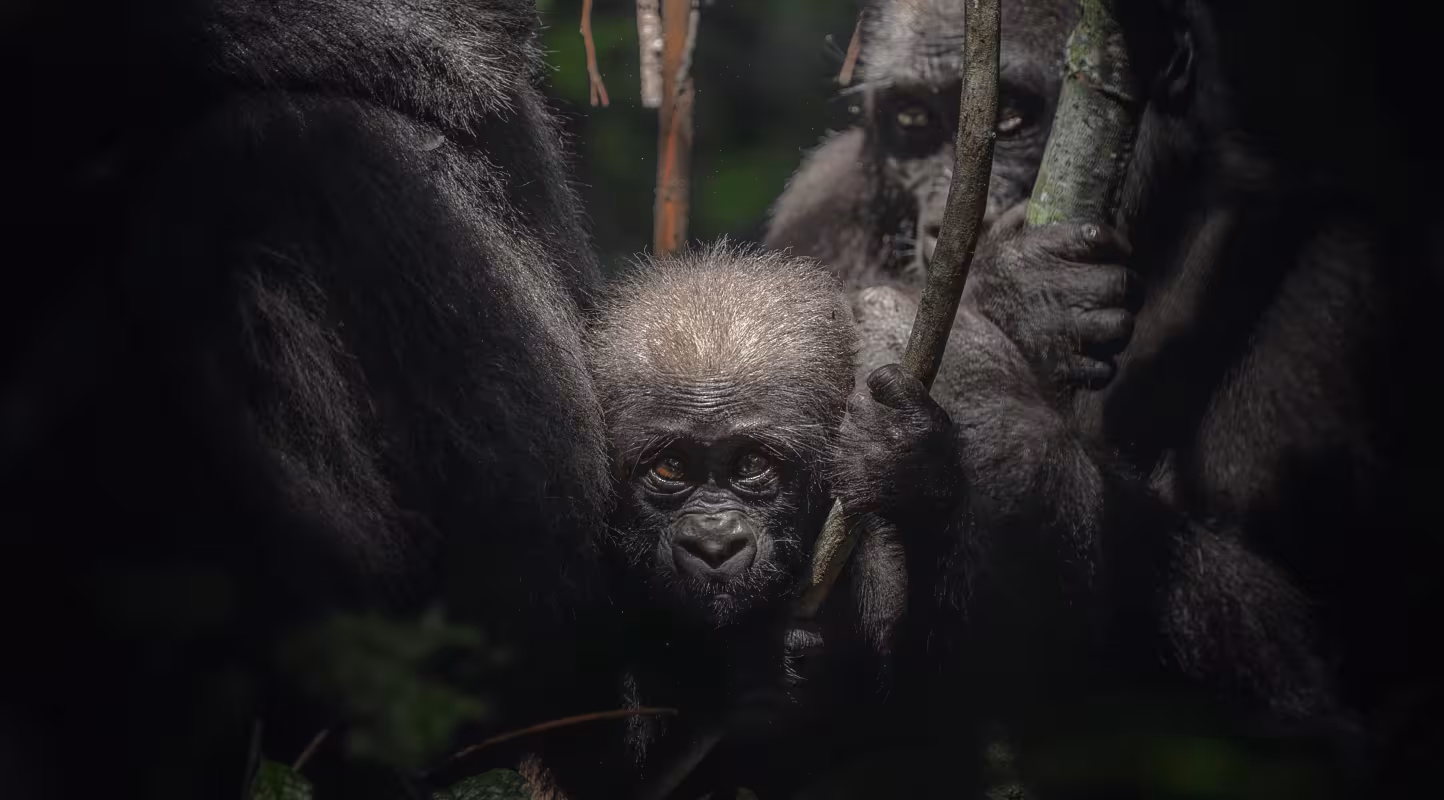 Le WWF présente son nouveau documentaire "Au coeur de la Jungle"