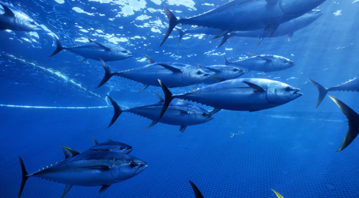 L'industrie du thon se joint au WWF pour appeler à diminuer de 20% les prises de thon albacore de l’Océan Indien dont les stocks sont menacés d'épuisement