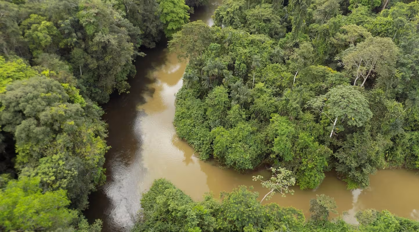 Déforestation : l’Amazonie plus que jamais en danger