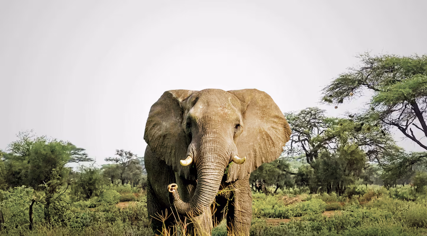 Tanzanie : les éléphants de Selous pourraient disparaitre d’ici 2022