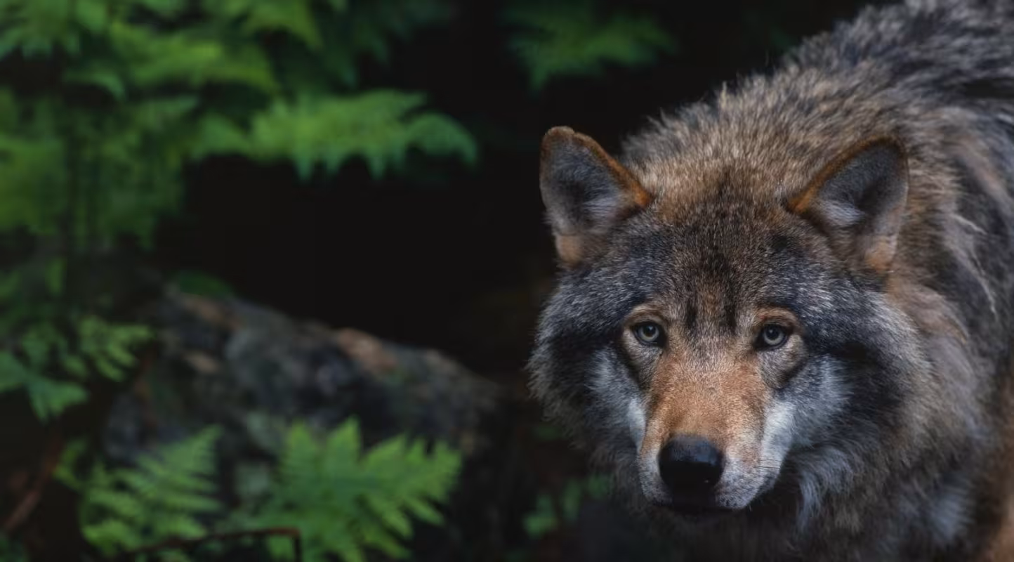 Le loup en danger : échec malgré la mobilisation