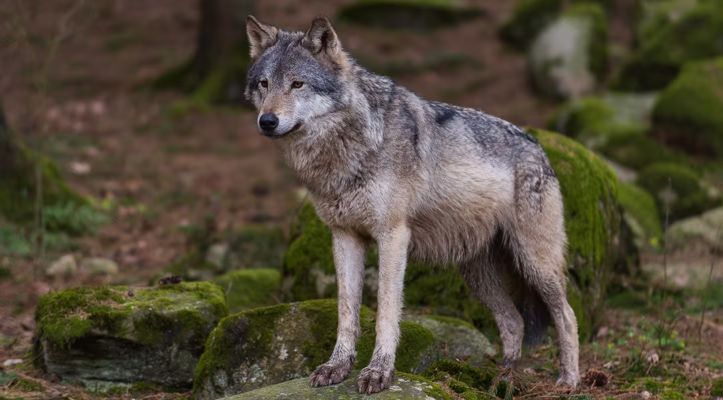 Déclassement du statut de protection du loup : Ursula von der Leyen crée un dangereux précédent.