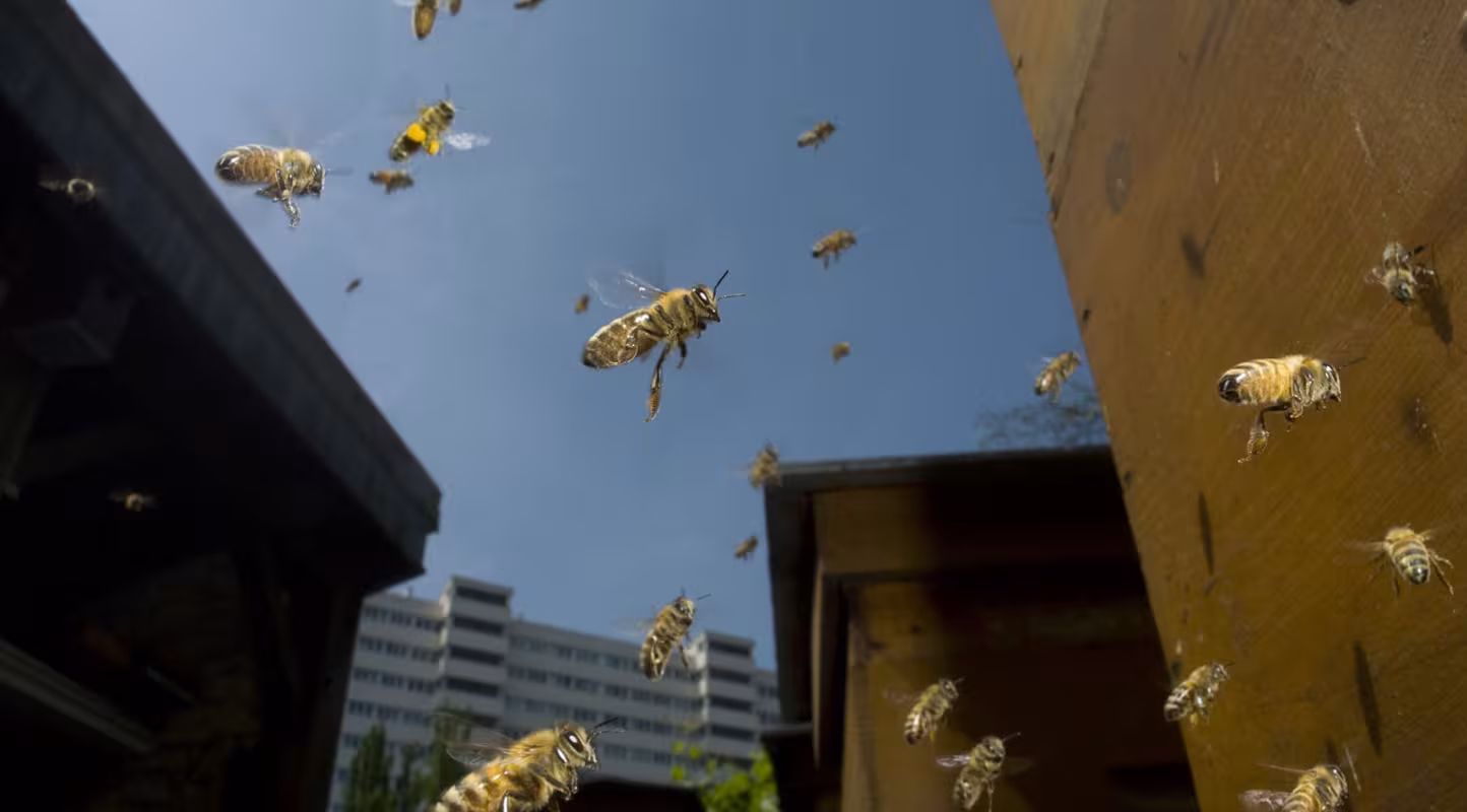 LOI BIODIVERSITÉ : les organisations environnementales françaises refusent un projet sans ambition