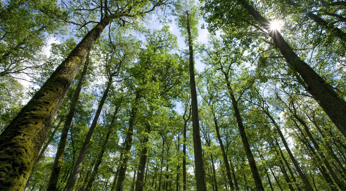 Le rapport Planète Vivante du WWF révèle une baisse dévastatrice de 69% des populations d'animaux sauvages vertébrés en moins de cinquante ans