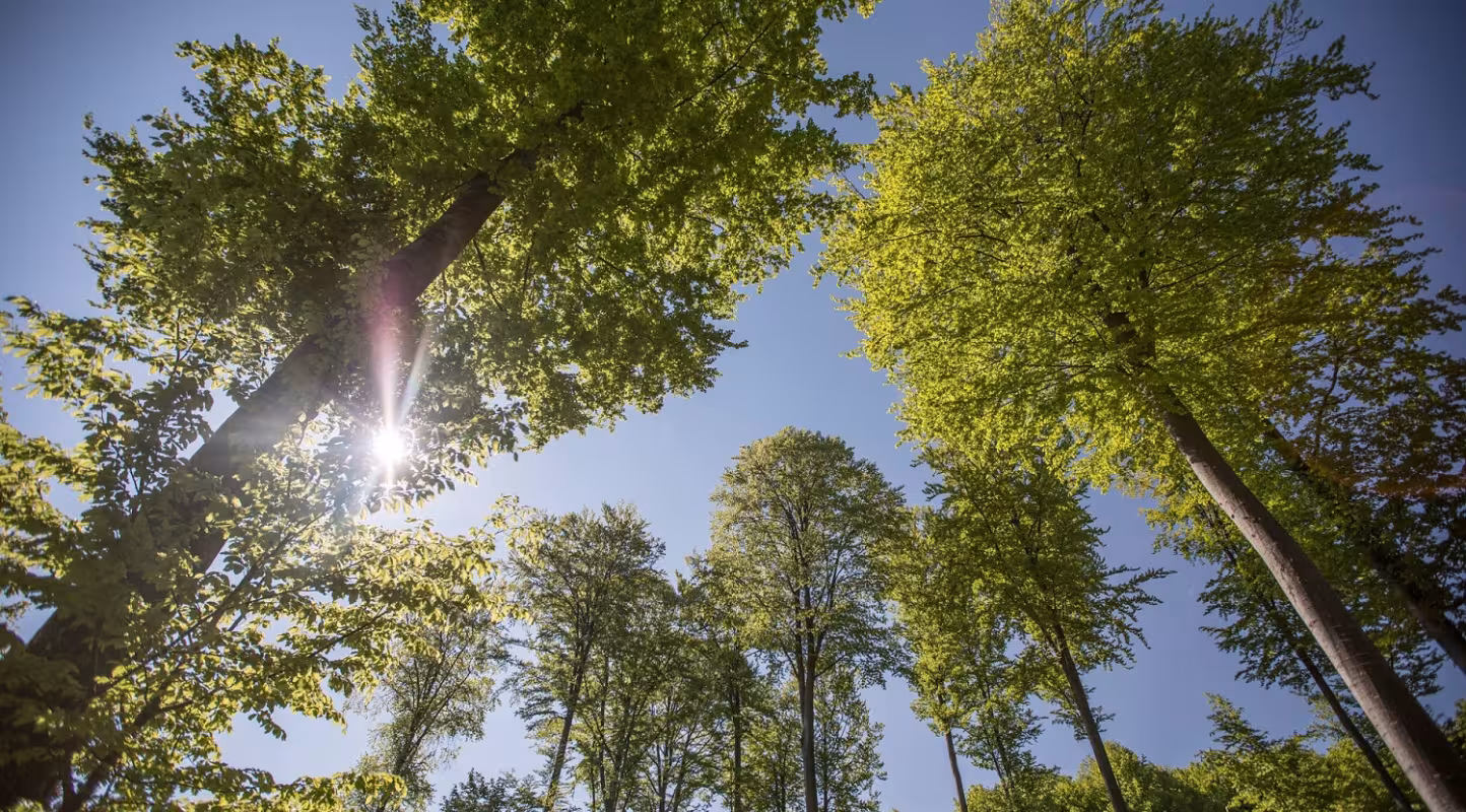 Le WWF France lance un appel à projets  auprès des propriétaires forestiers français pour préserver la biodiversité et le climat
