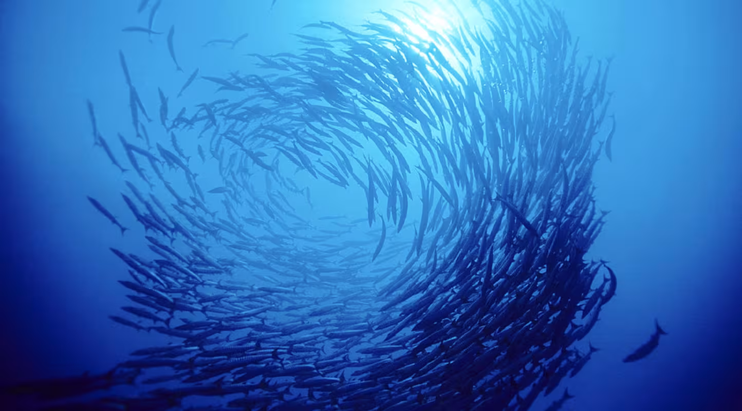 Le WWF sensibilise consommateurs et professionnels  à l’impact d’une pêche irraisonnée sur les pays du Sud