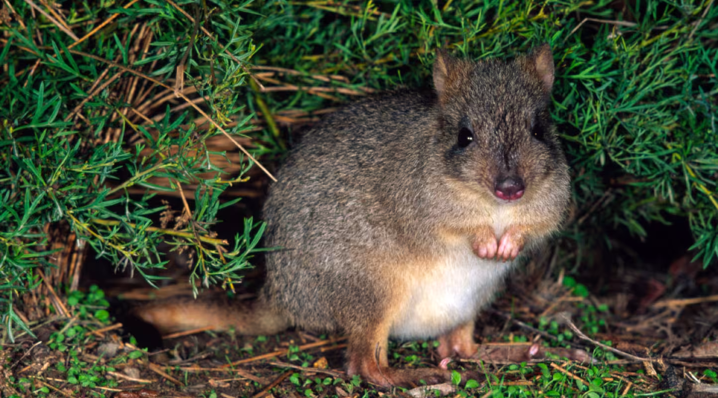 Bettong-Australie