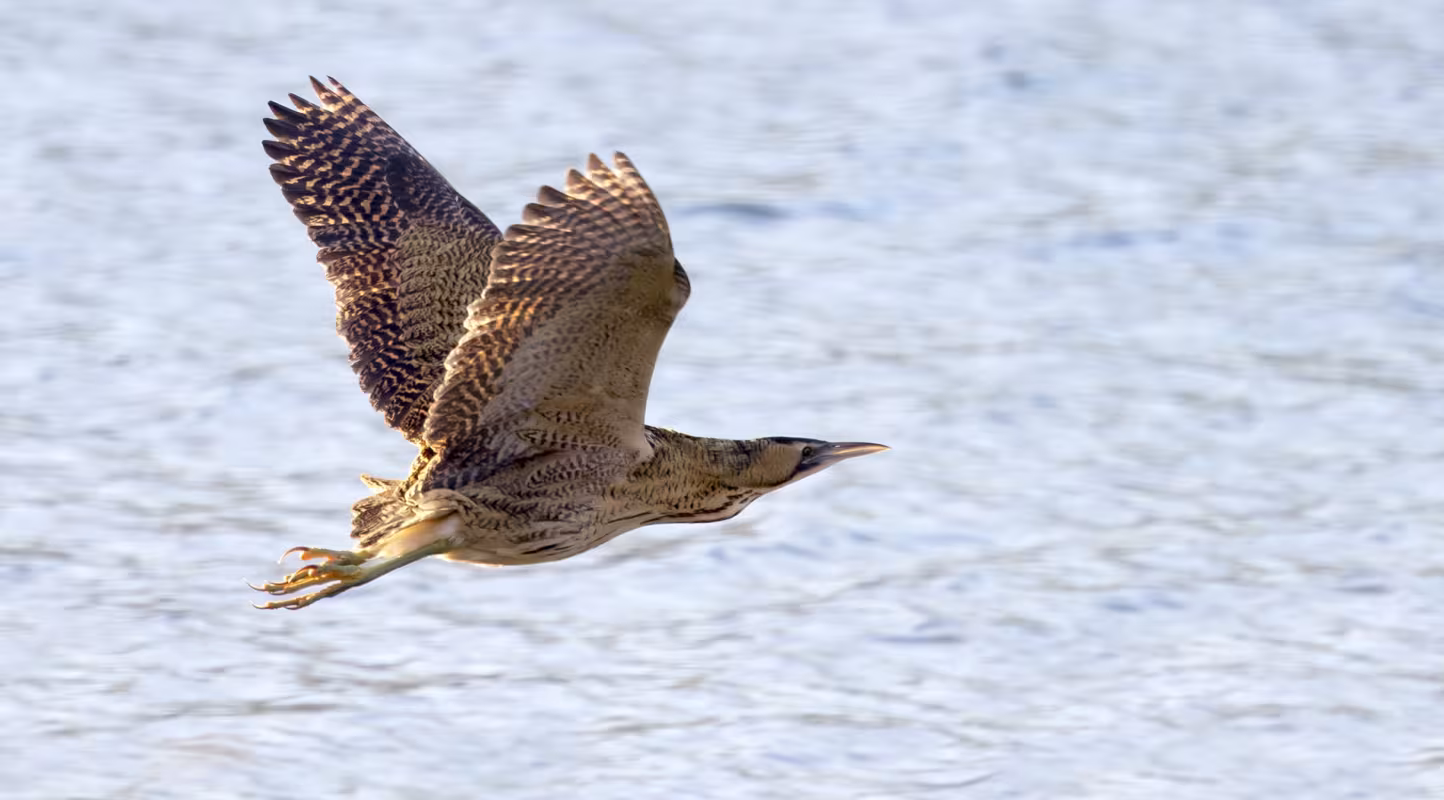 Butor étoilé (Botaurus stellaris) en vol au dessus d'un marais