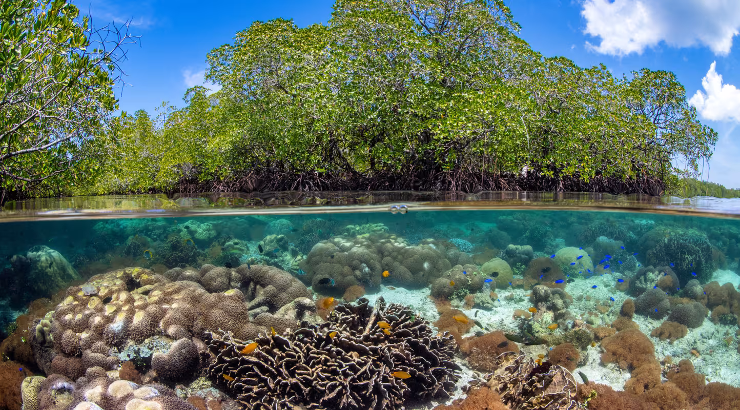 Longue vie aux coraux d'Indonésie - corals and island indonesia