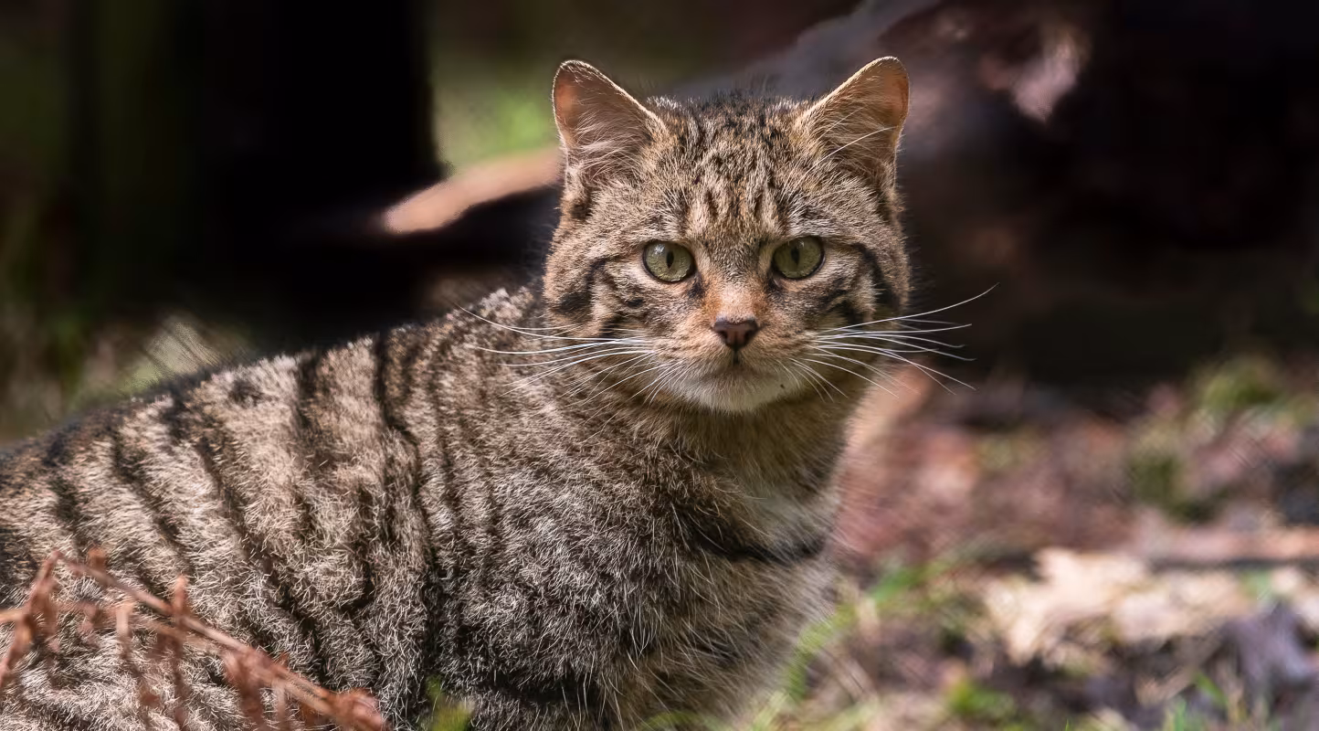 Chat sauvage adulte (Felis silvestris)