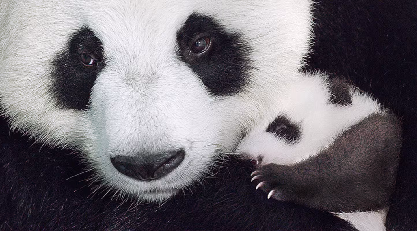 Panda et son enfant 