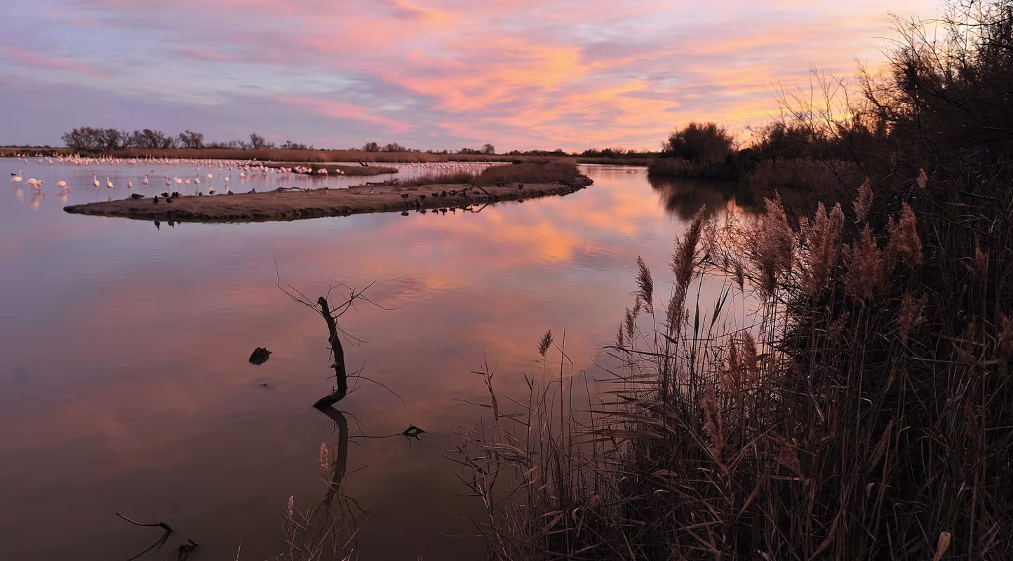 Colonie de flamands roses Camargue