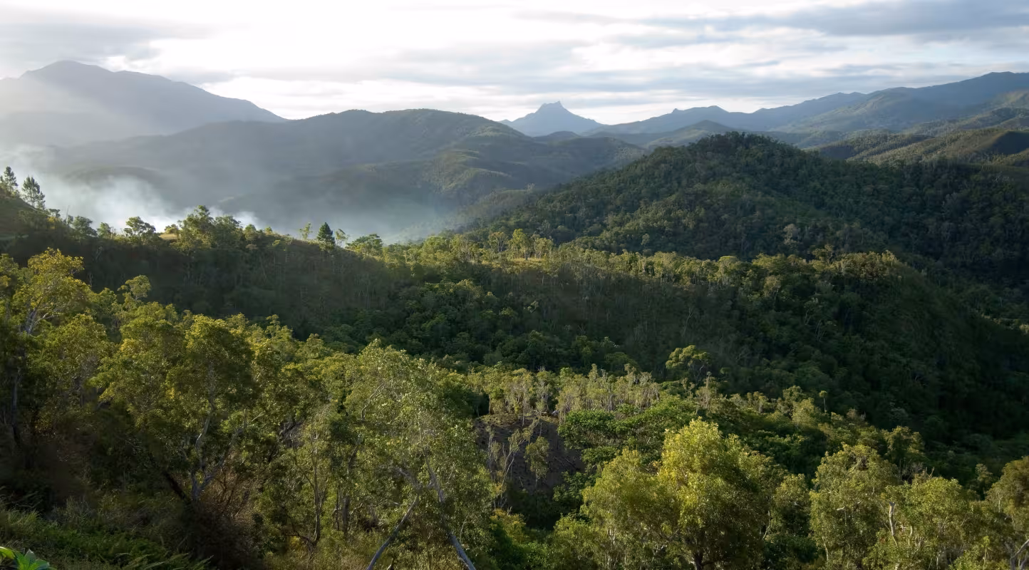 Forêt de Nouvelle-Calédonie