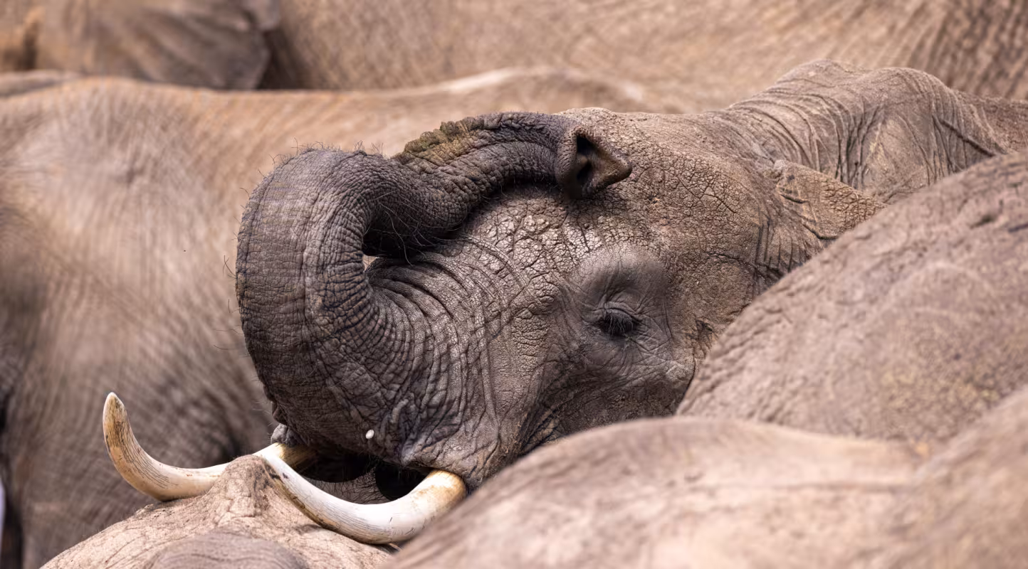 éléphant d'Afrique