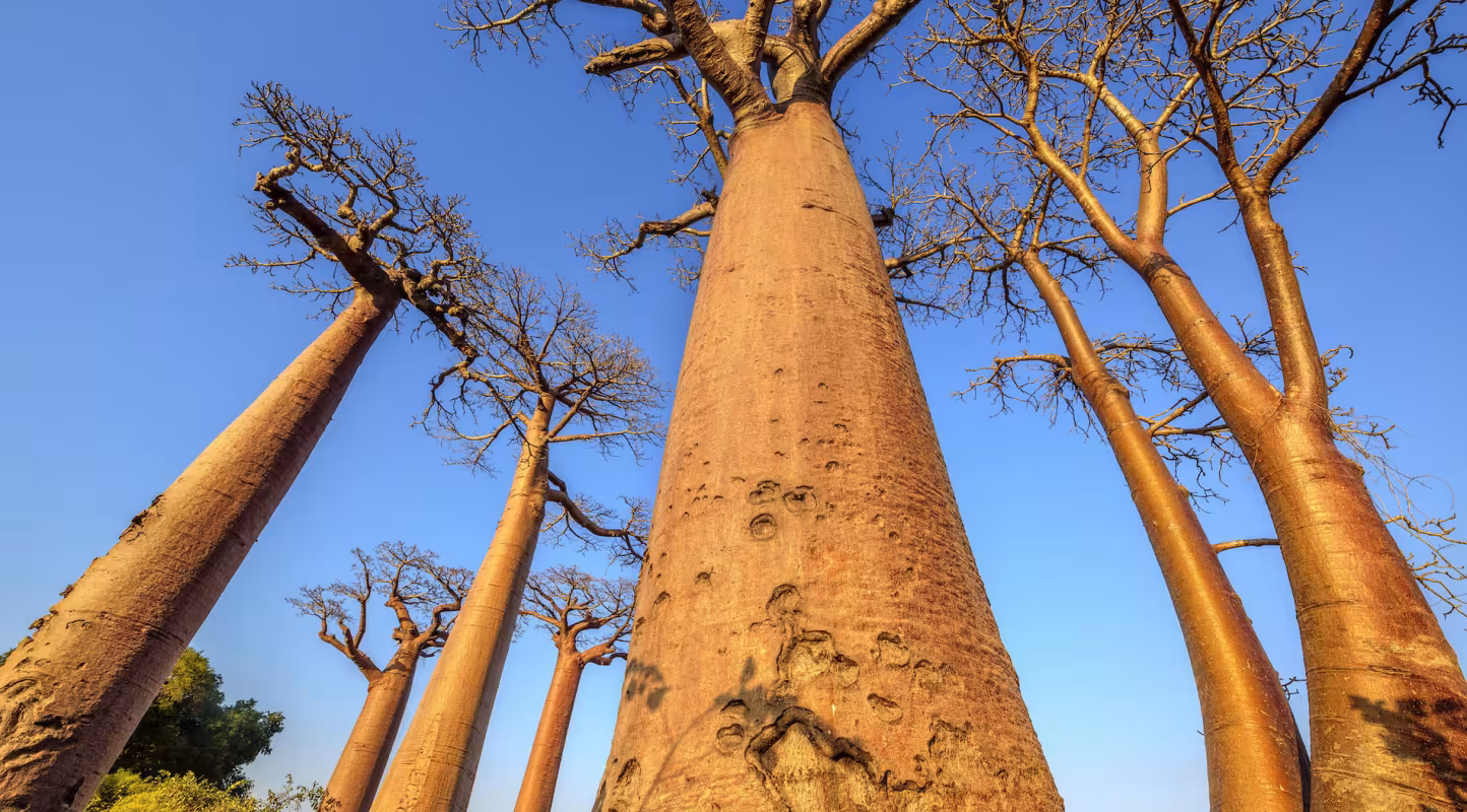 Allée des Baobabs près de Morondava (Madagascar)
