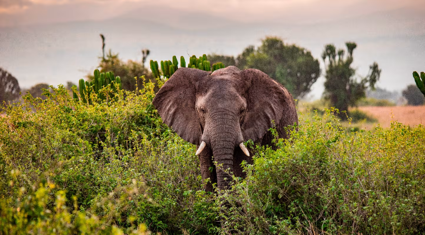 Éléphant en Tanzanie 