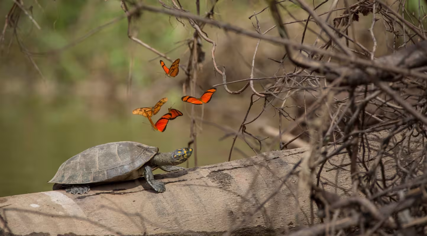 Papillons et tortue de rivière à points jaunes (Unifilis Podocnemididae Podocnemis). Réserve nationale de Tambopata, bassin amazonien péruvien. Pérou.